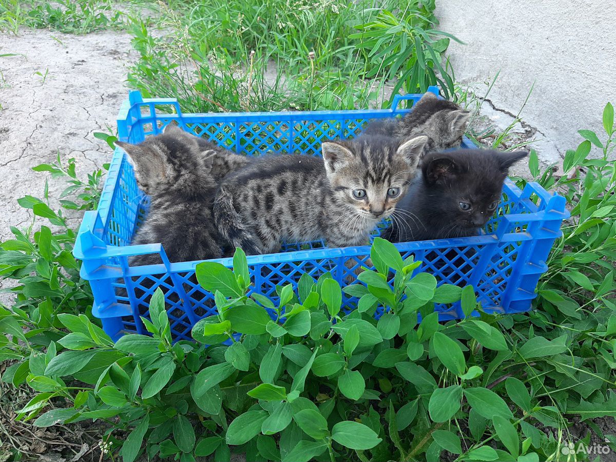 Котята в дар купить на Зозу.ру - фотография № 1