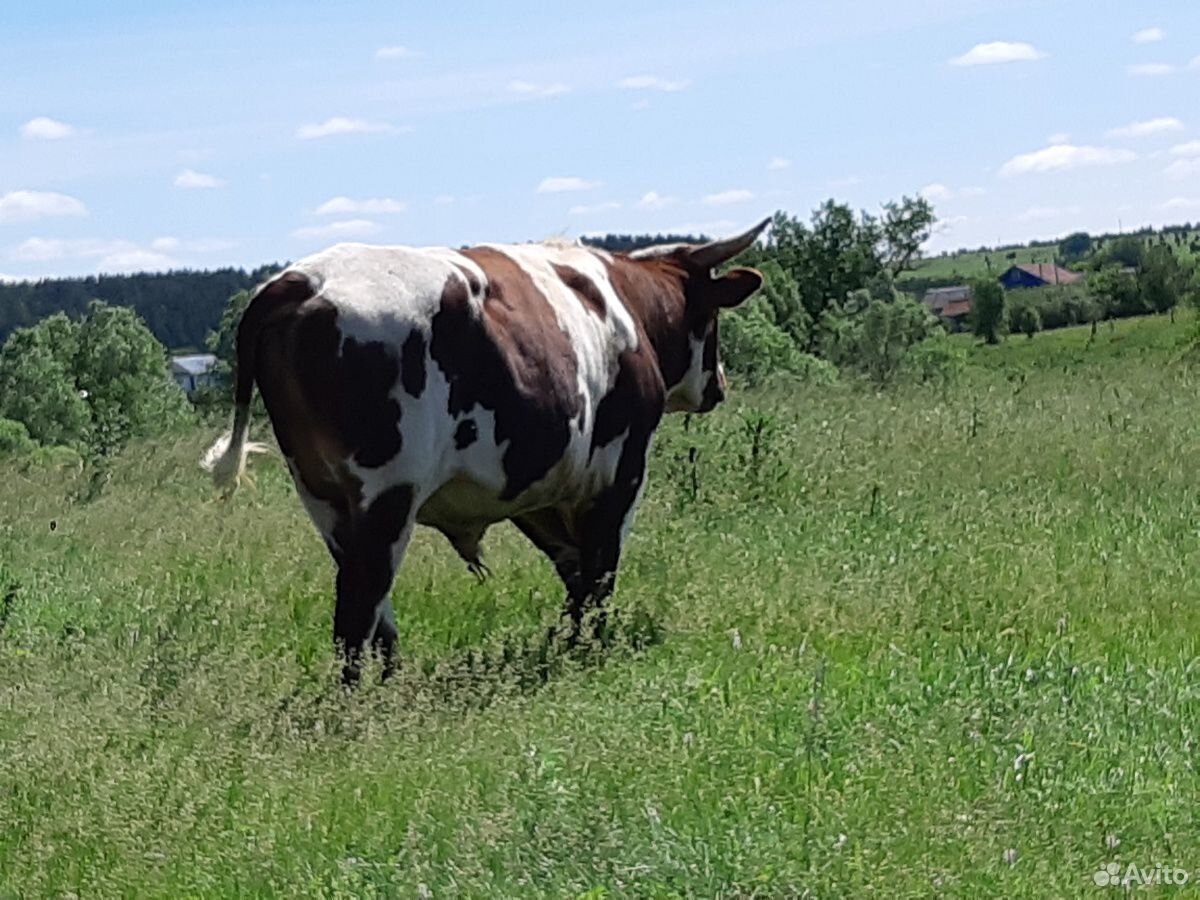 Корова, бык купить на Зозу.ру - фотография № 1