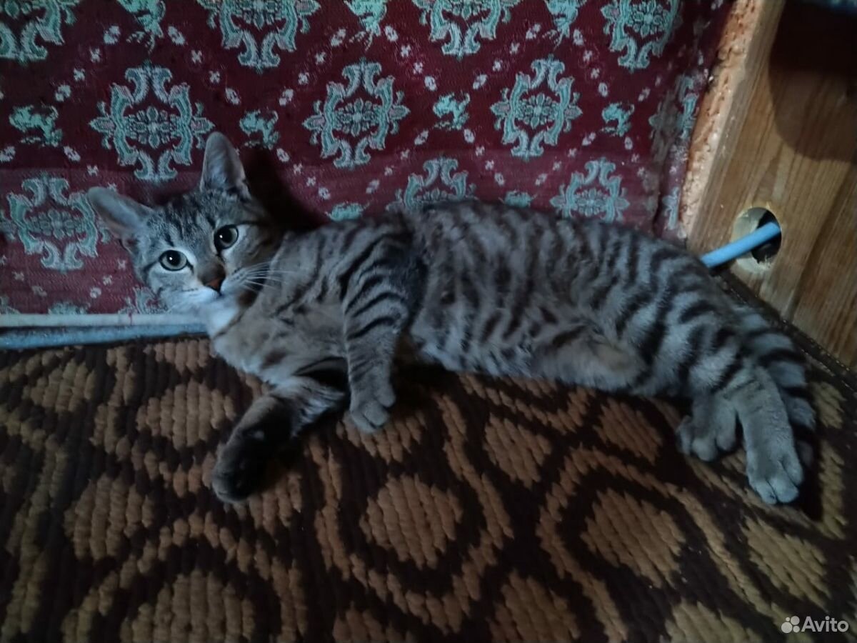 Кошка девочка купить на Зозу.ру - фотография № 1