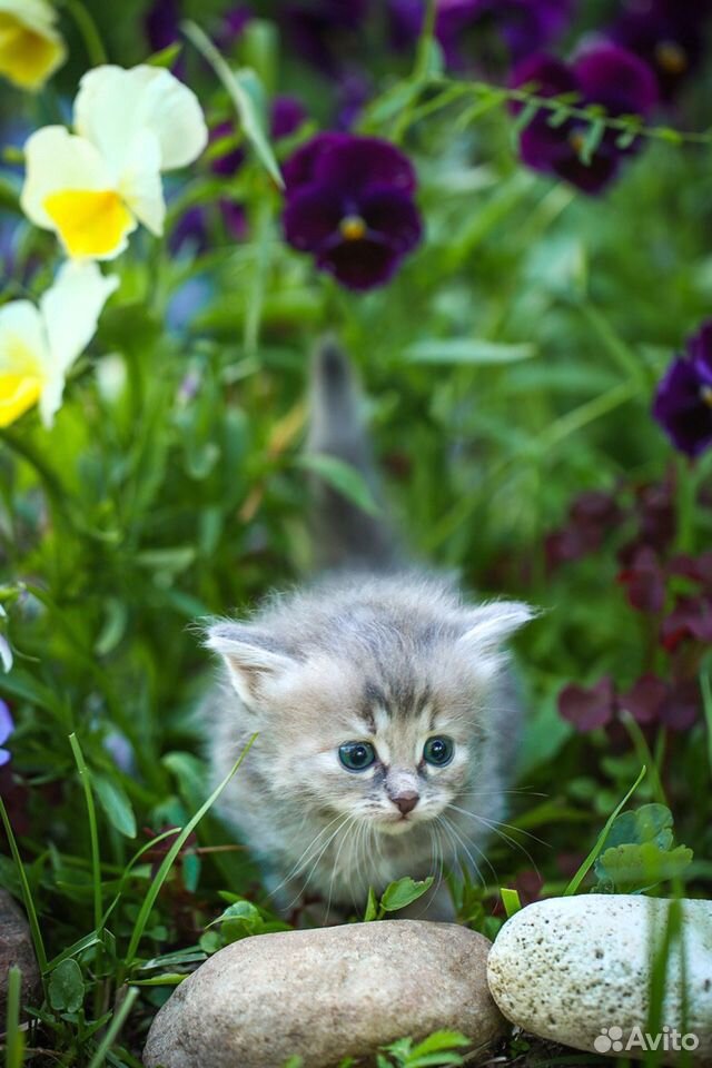 Сибирские котята купить на Зозу.ру - фотография № 8