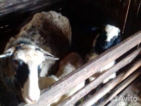 Небольшое стадо овец купить на Зозу.ру - фотография № 2