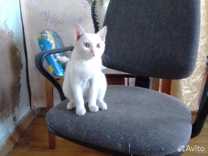 Котенок бесплатно купить на Зозу.ру - фотография № 1