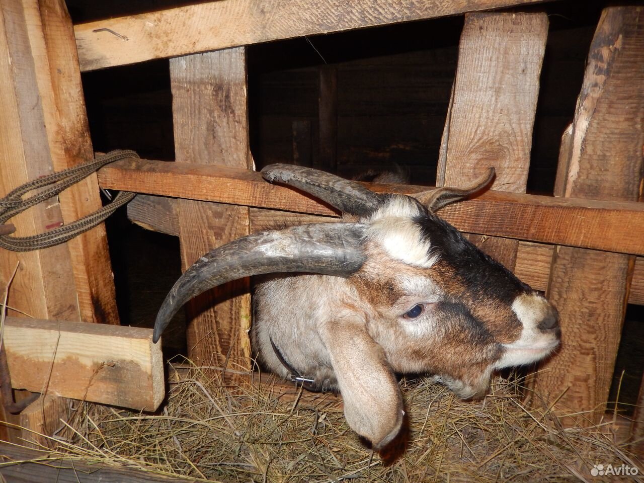 Предлагаю молочных коз с козлятами купить на Зозу.ру - фотография № 1