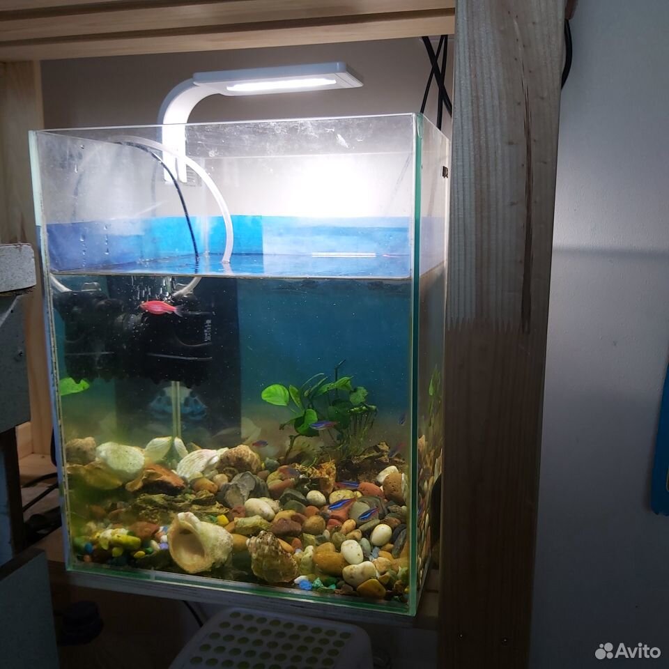 Продам аквариум с рыбками купить на Зозу.ру - фотография № 1