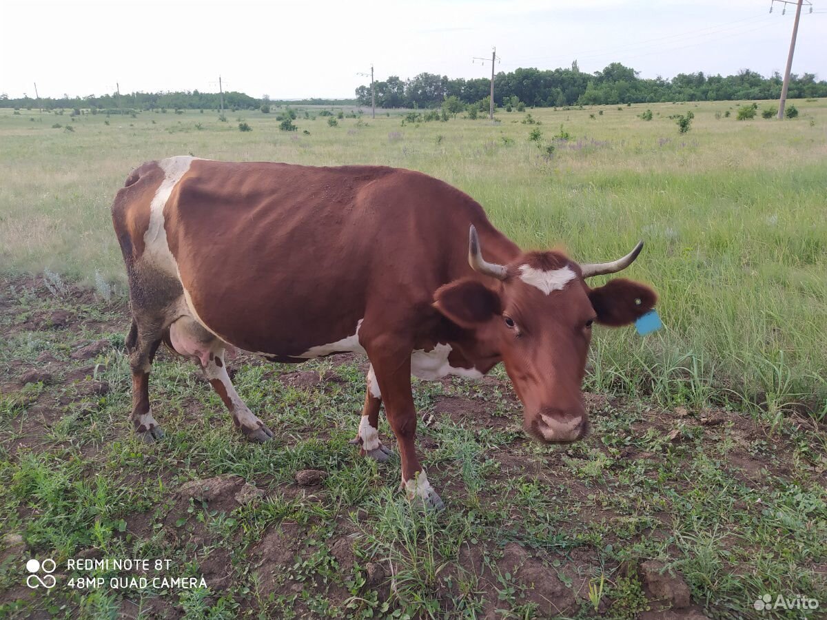 5 коров и 1 бык. 4 из коров дают молоко Бык отличн купить на Зозу.ру - фотография № 2