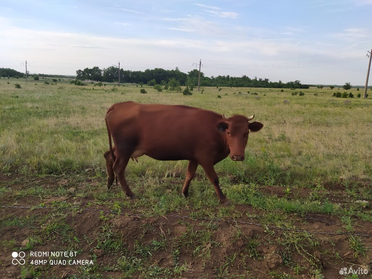 5 коров и 1 бык. 4 из коров дают молоко Бык отличн купить на Зозу.ру - фотография № 4