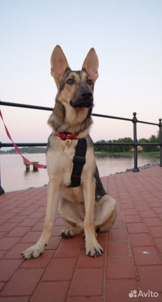 Собака Белль ищет ответственные руки купить на Зозу.ру - фотография № 3