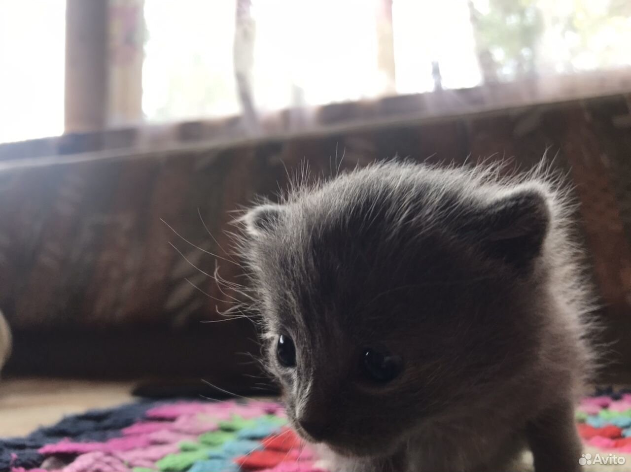 Серый котёнок, похож на Матроскина купить на Зозу.ру - фотография № 3