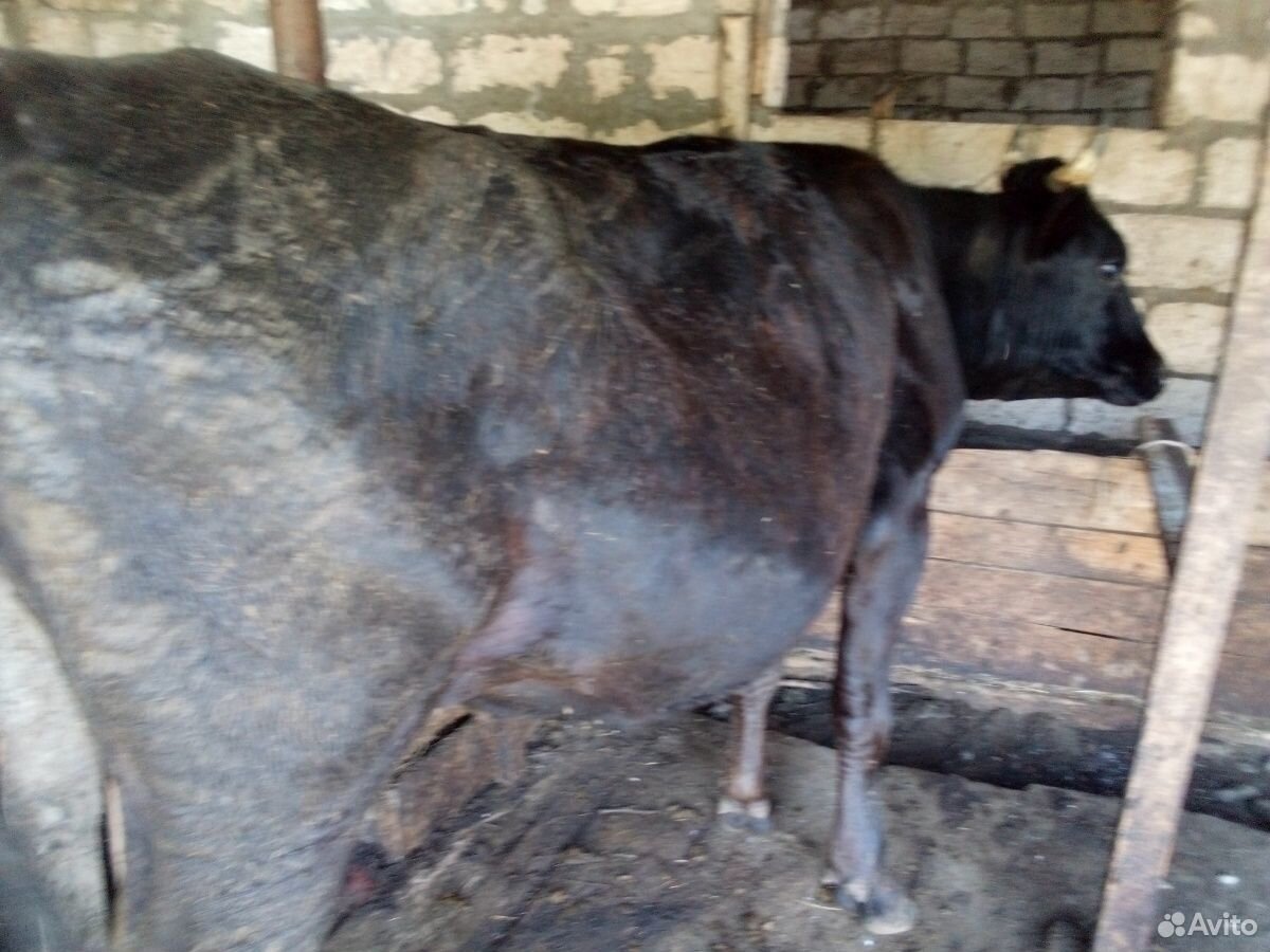 Коровы,бык,телята купить на Зозу.ру - фотография № 4