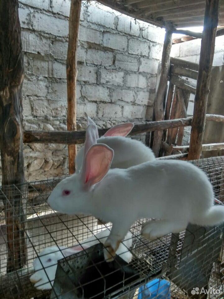 Кролики белый фландр купить на Зозу.ру - фотография № 6
