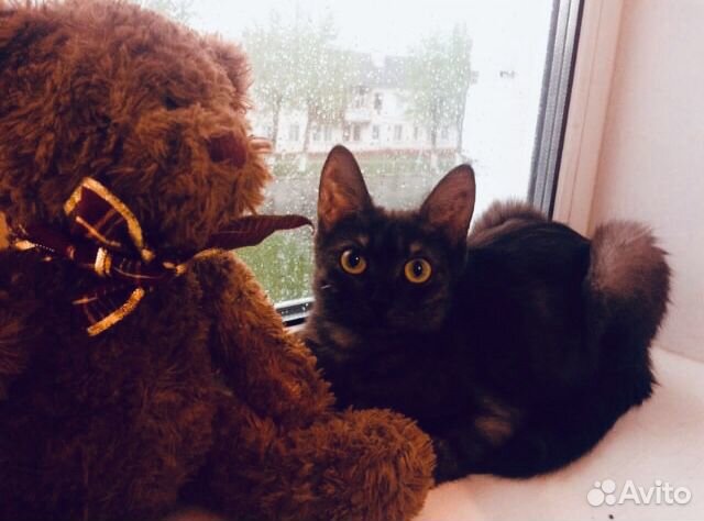Любвеобильная, ласковая кошка купить на Зозу.ру - фотография № 1