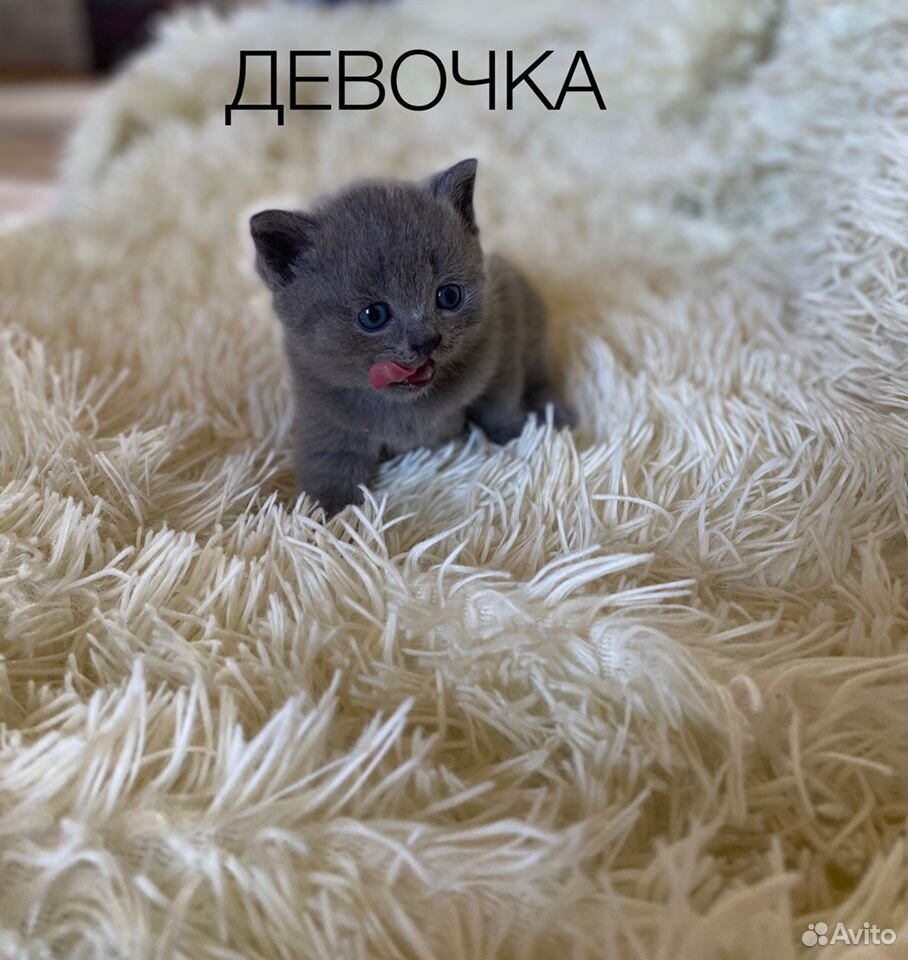 Котята британские купить на Зозу.ру - фотография № 1