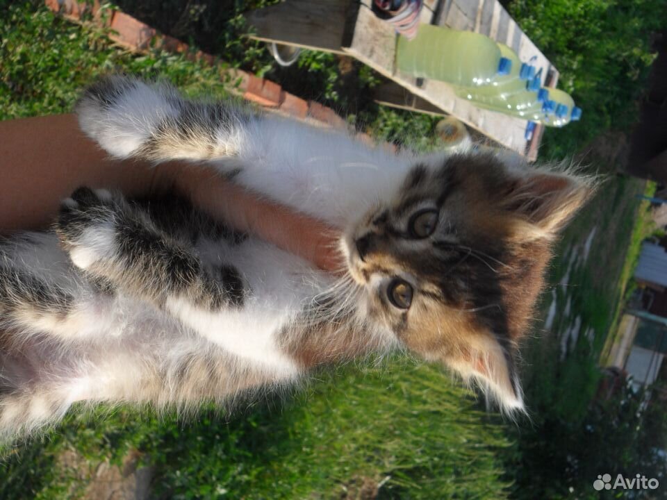 Котёнок Котик в добрые руки купить на Зозу.ру - фотография № 4