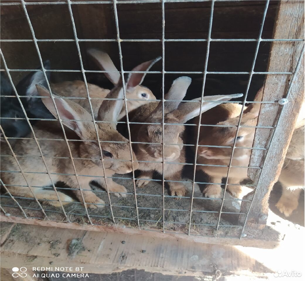 Крольчиха,крольчата 1-2 мес купить на Зозу.ру - фотография № 2