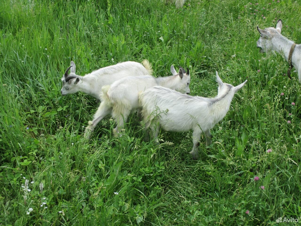 Коза и козлята купить на Зозу.ру - фотография № 6