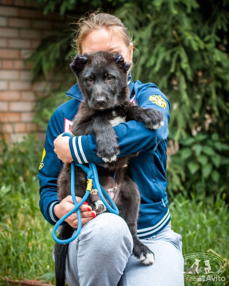 Собака ищет дом чёрный щенок 2,5 мес купить на Зозу.ру - фотография № 4