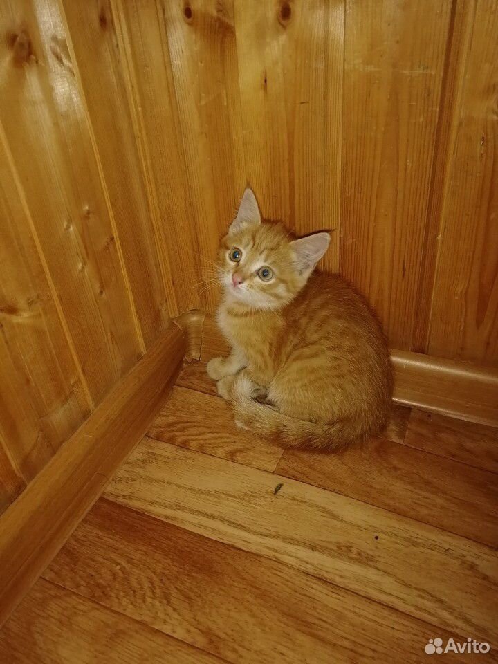 Котенок рыжый купить на Зозу.ру - фотография № 1