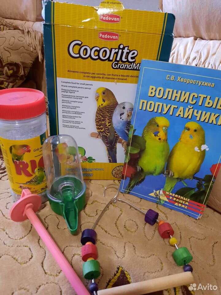 Попугаи купить на Зозу.ру - фотография № 2