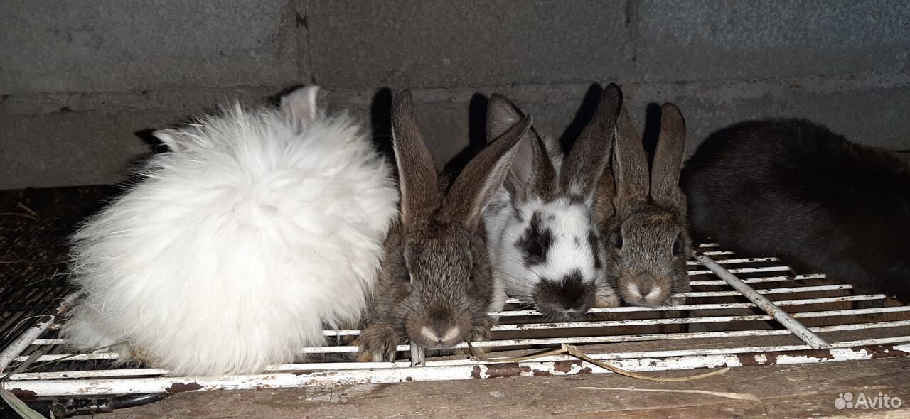 Кролики разных видов купить на Зозу.ру - фотография № 1