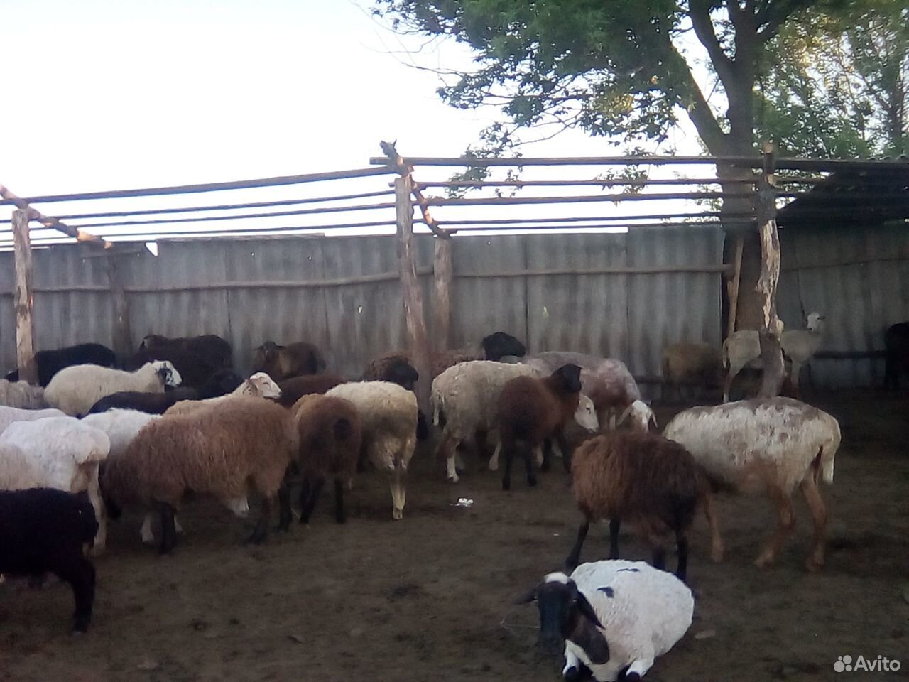 Продажа овец купить на Зозу.ру - фотография № 8