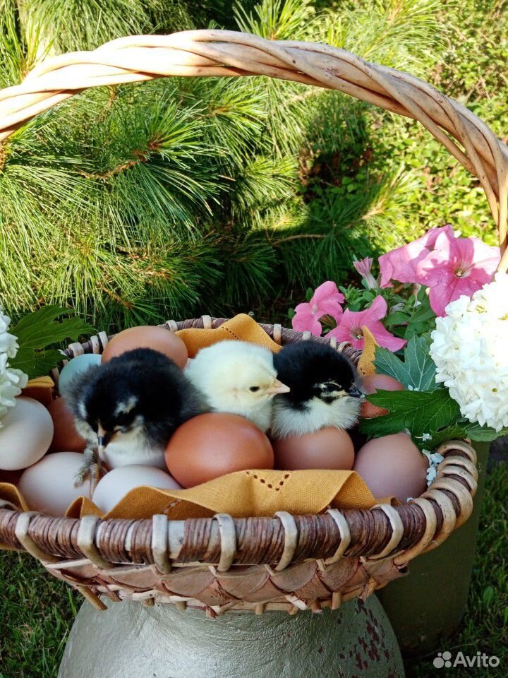 Цыплята, инкубационные яйца, петухи на племя купить на Зозу.ру - фотография № 1