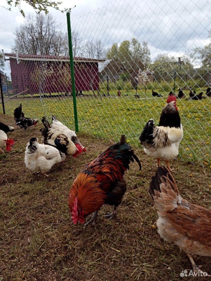 Цыплята, инкубационные яйца, петухи на племя купить на Зозу.ру - фотография № 10