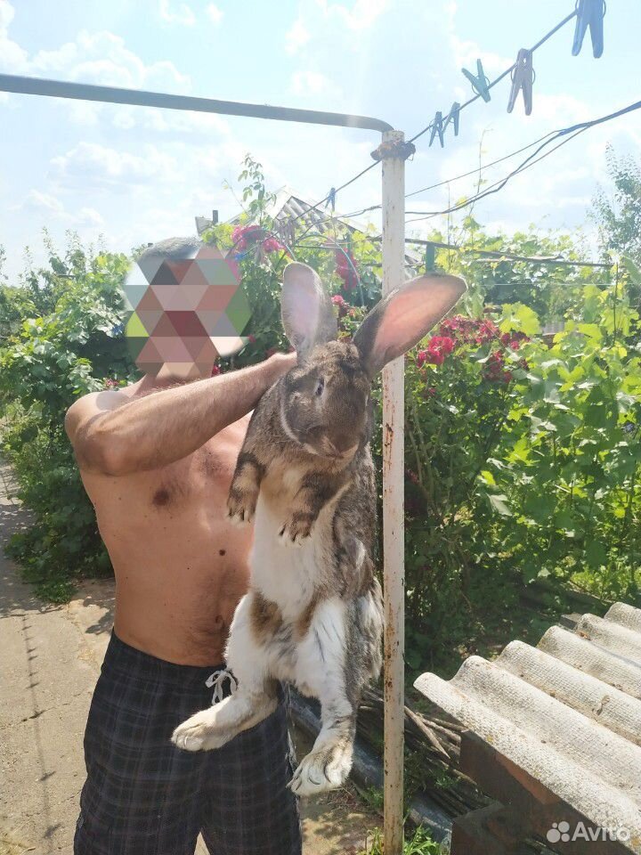 Кролик купить на Зозу.ру - фотография № 7
