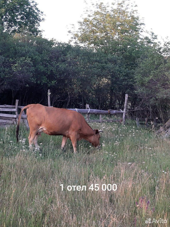 Коровы оптом купить на Зозу.ру - фотография № 6
