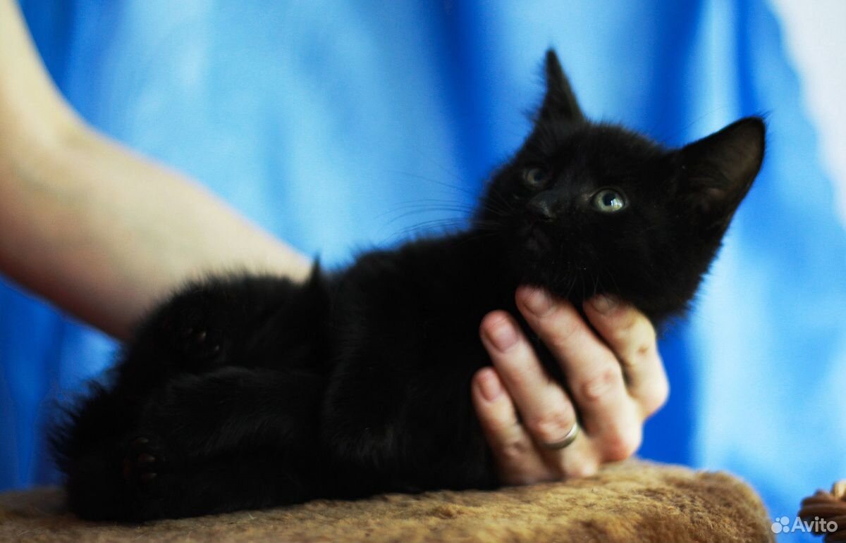 Черные котята, мальчики, 2 месяца купить на Зозу.ру - фотография № 6
