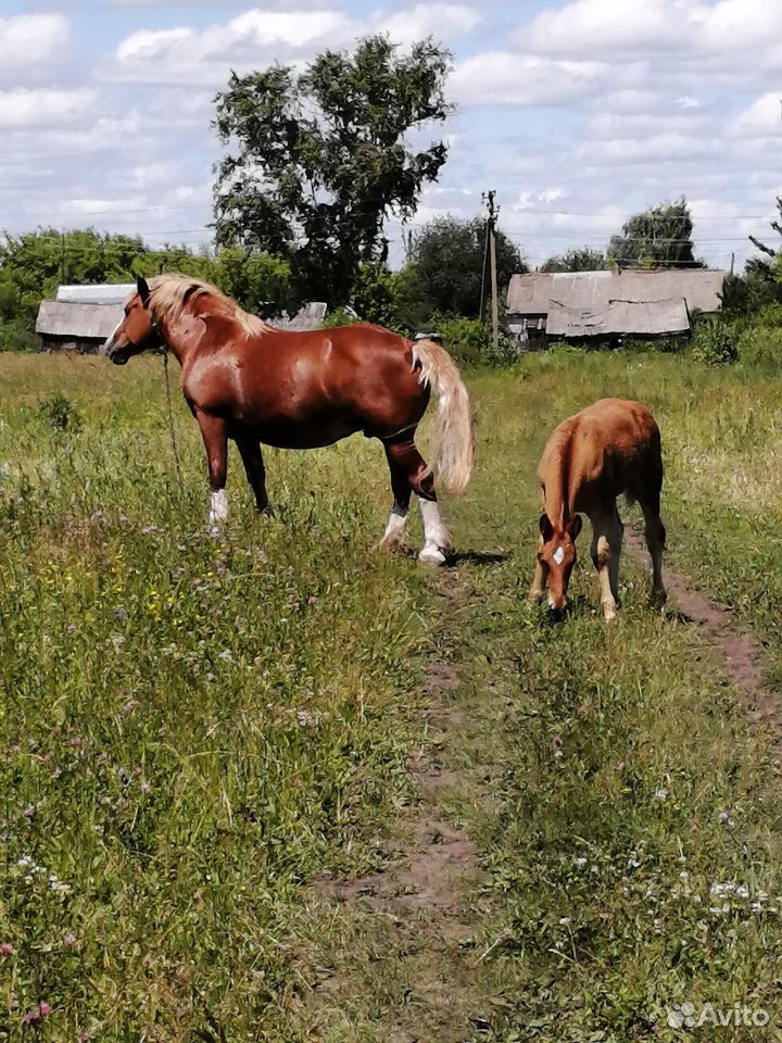 Продам лошадей купить на Зозу.ру - фотография № 6