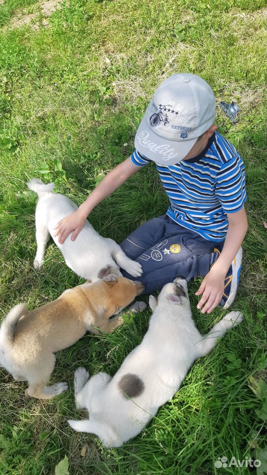 Продам щенков западно-сибирской лайки купить на Зозу.ру - фотография № 9