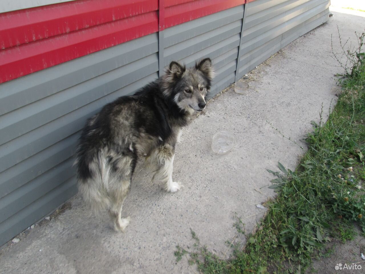Собака-друг человека купить на Зозу.ру - фотография № 4