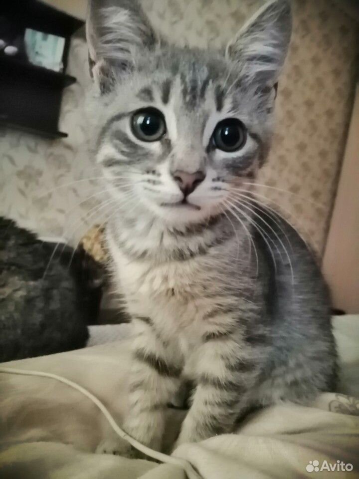Котёнок, 3 месяца купить на Зозу.ру - фотография № 3