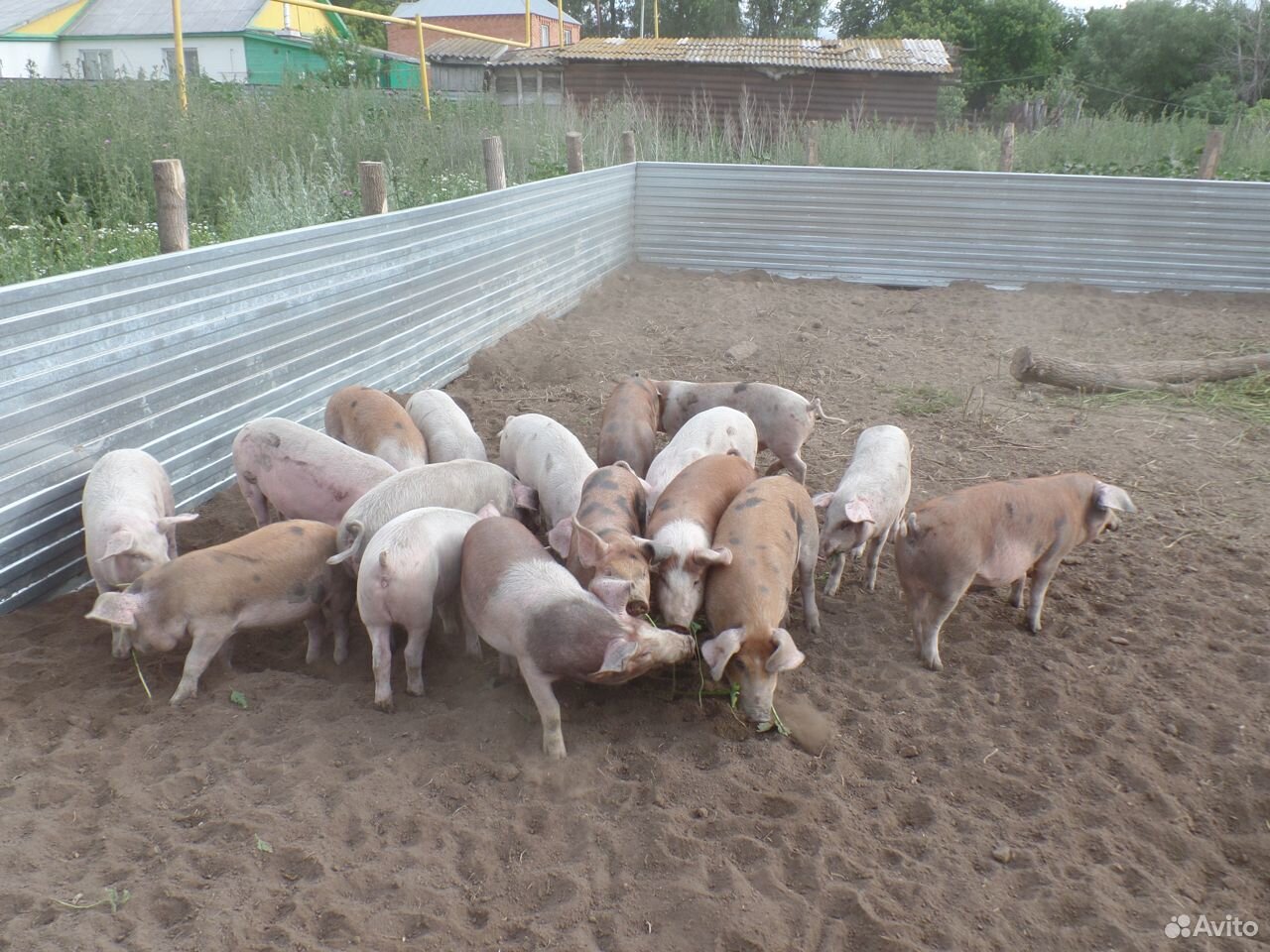 Поросята -4 мес купить на Зозу.ру - фотография № 4