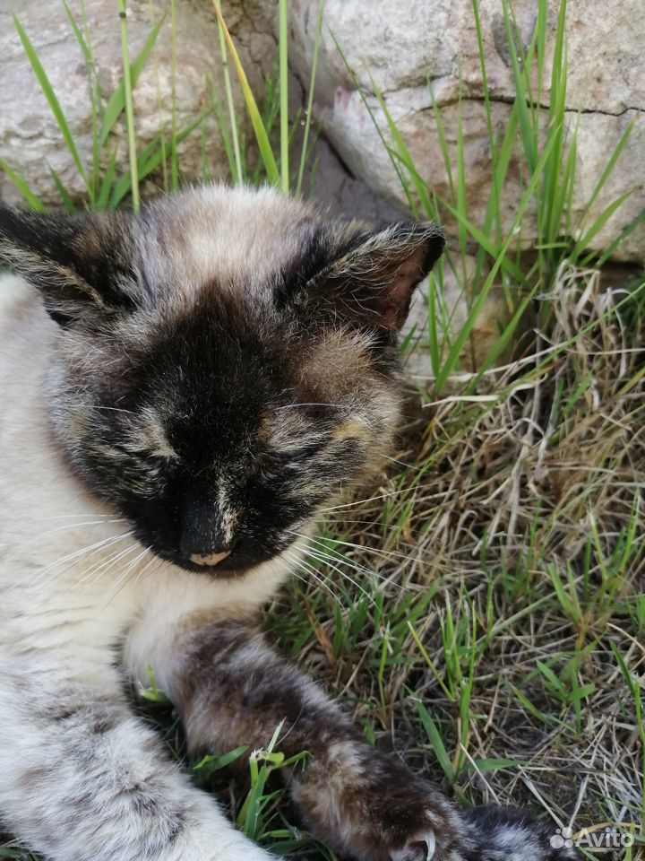 Тайская кошка черепазовый окрас купить на Зозу.ру - фотография № 3