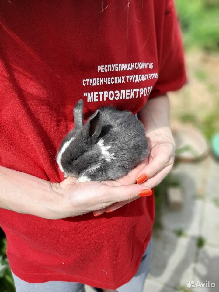 Карликовые,вислоухие Кролики купить на Зозу.ру - фотография № 3