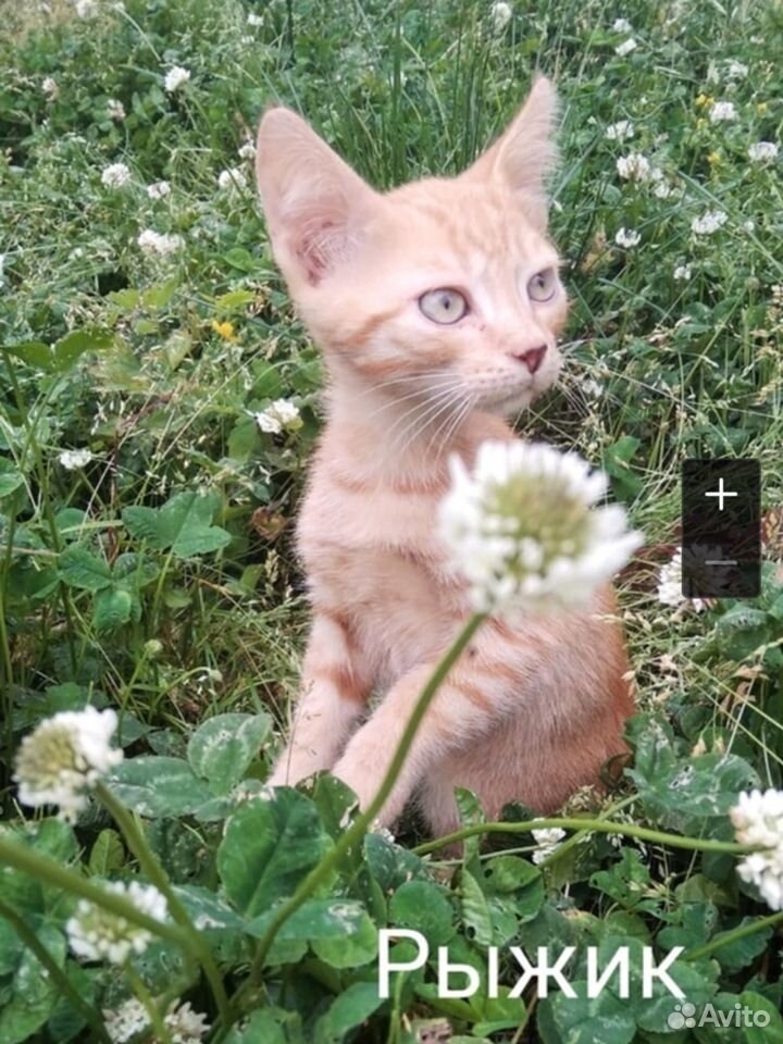Рыжий котенок ищет дом купить на Зозу.ру - фотография № 1