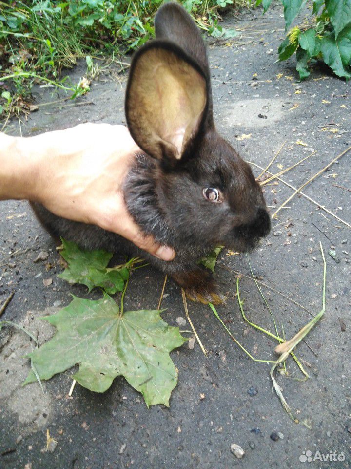 Кролик купить на Зозу.ру - фотография № 1