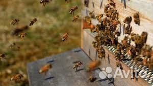 Продам отводки пчел купить на Зозу.ру - фотография № 1