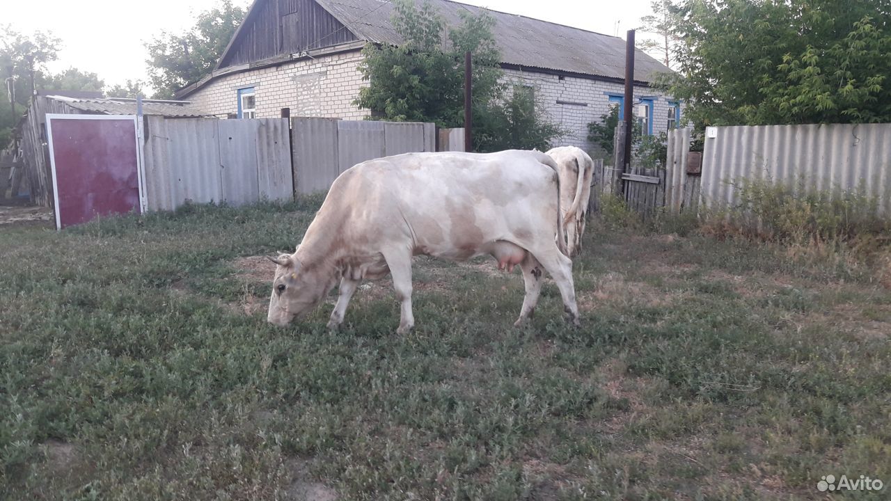 Корова, тёлка, бычёк купить на Зозу.ру - фотография № 3