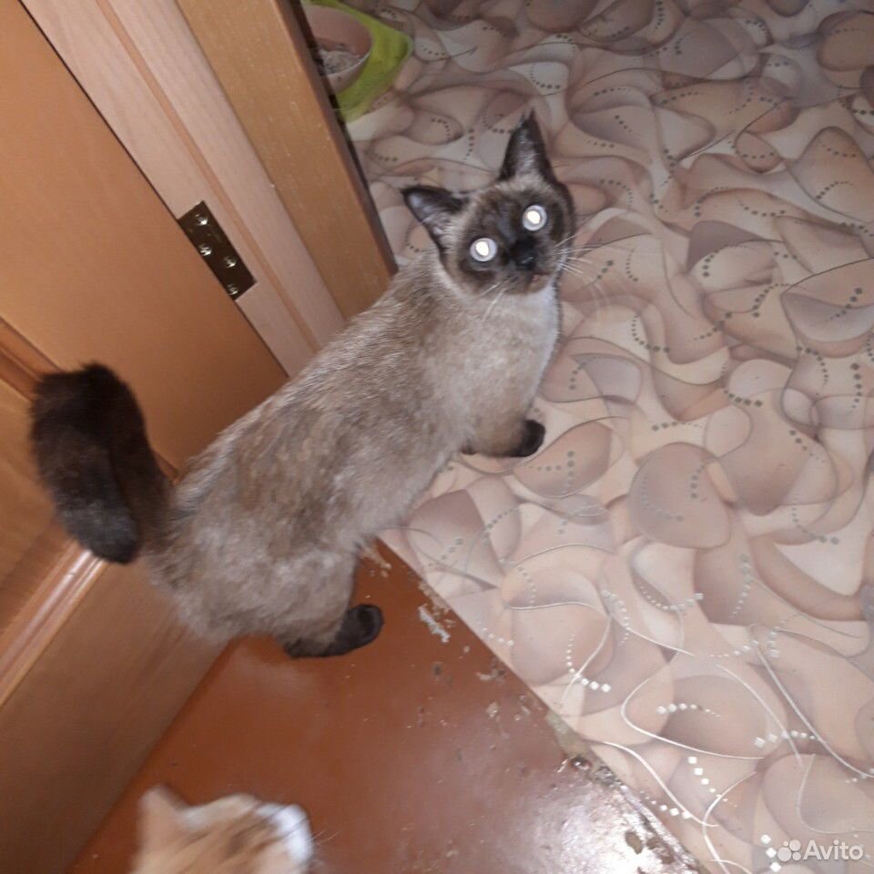 Сиамская кошка купить на Зозу.ру - фотография № 2