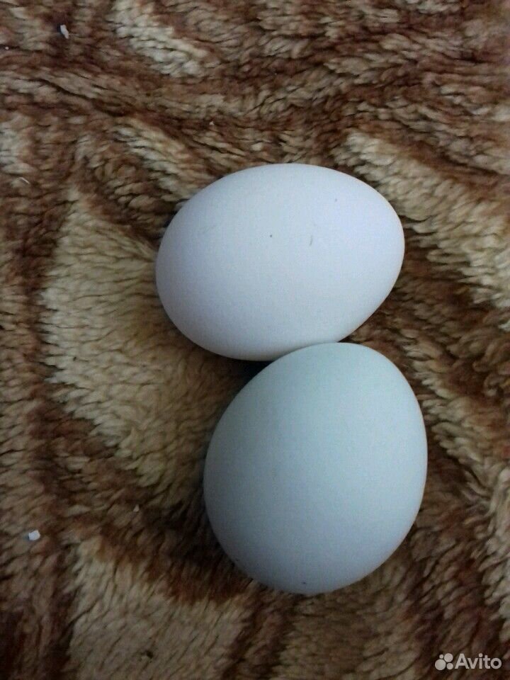 Курица Легбар(голубое яйцо) купить на Зозу.ру - фотография № 5
