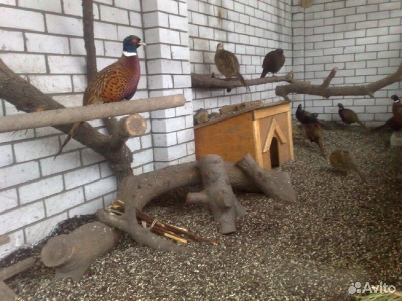 Гнездо для фазанов своими руками фото