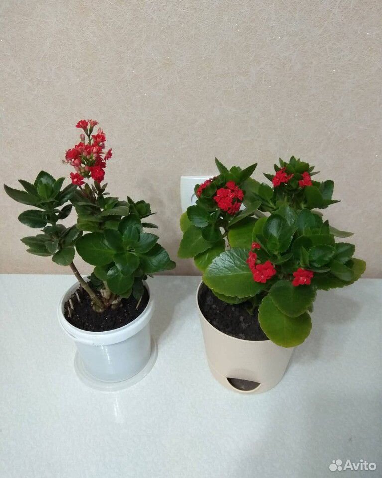 Комнатные растения купить на Зозу.ру - фотография № 3