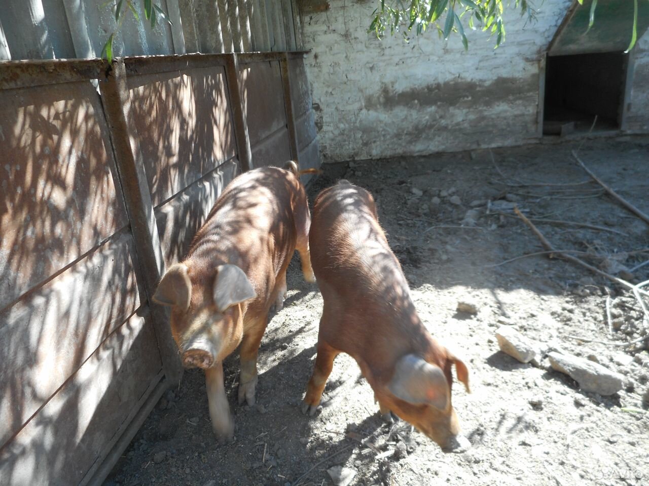Свиньи на мясо,на племя дюрки купить на Зозу.ру - фотография № 5
