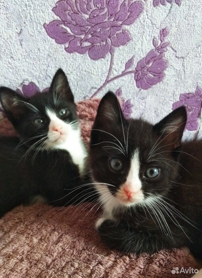 Два котенка купить на Зозу.ру - фотография № 1