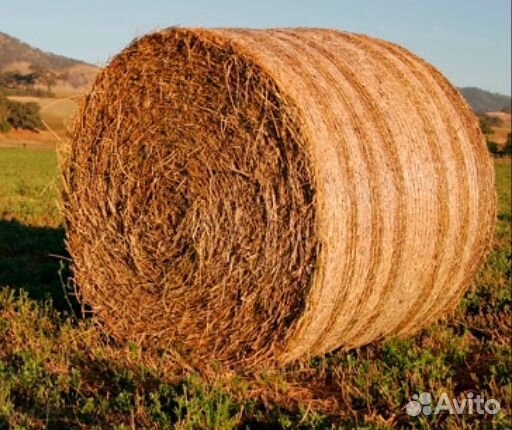 Пшеничная, ячменная, гороховая солома купить на Зозу.ру - фотография № 1