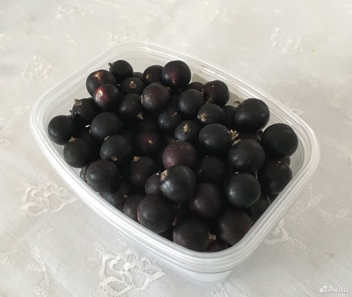 Продам ягоды свежей черной смородины купить на Зозу.ру - фотография № 2