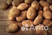 Картофель продам купить на Зозу.ру - фотография № 1