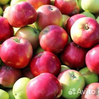 Яблоки купить на Зозу.ру - фотография № 2